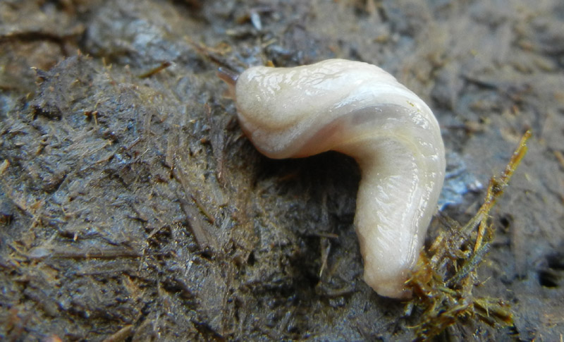 Deroceras cf reticulatum da Malga Campo (Drena - TN)