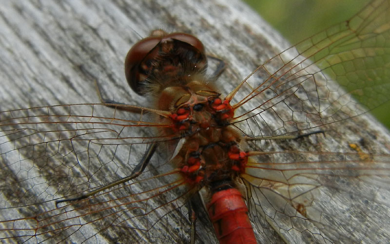 da determinare..... Sympetrum vulgatum