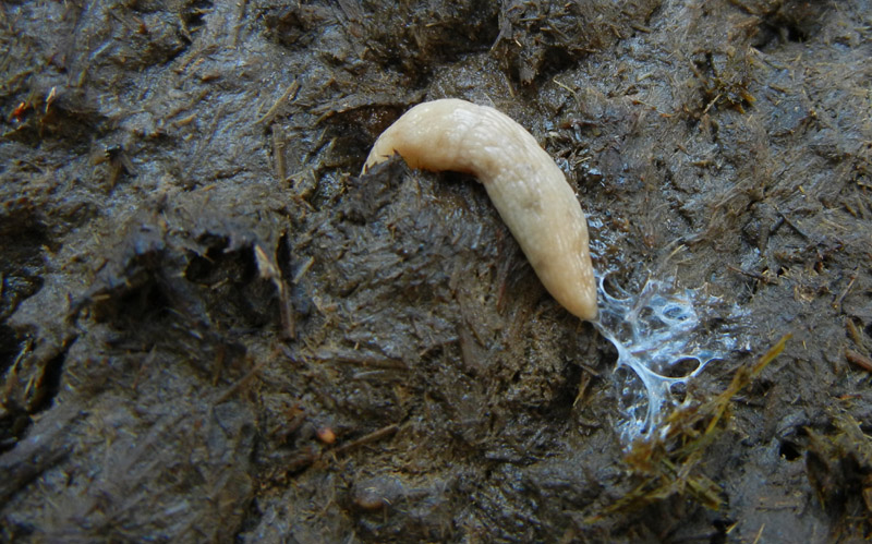 Deroceras cf reticulatum da Malga Campo (Drena - TN)