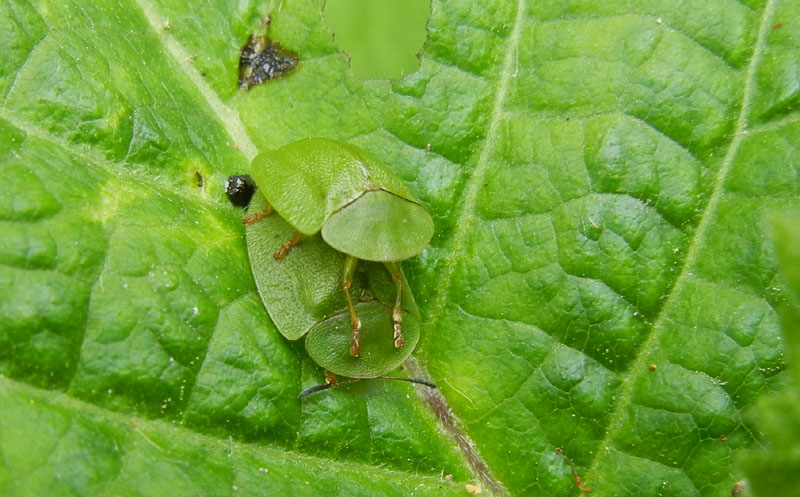 accoppiamento di Cassida cfr viridis