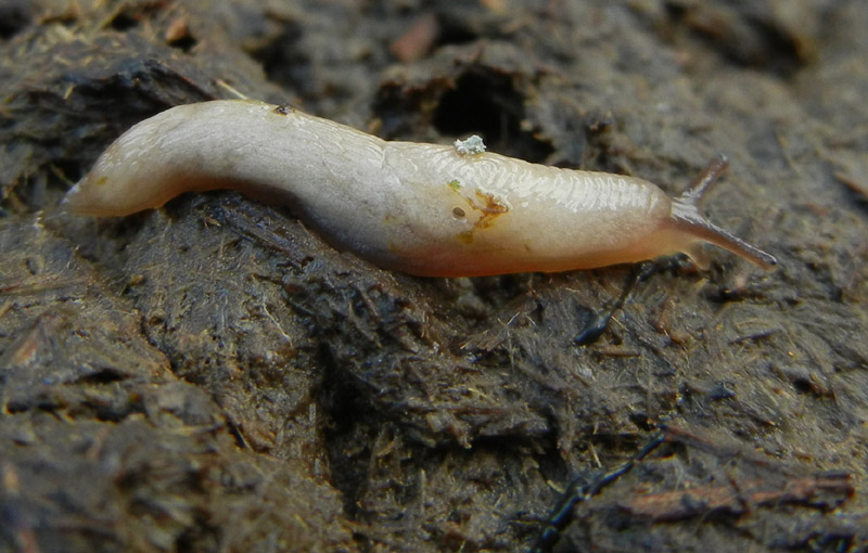 Deroceras cf reticulatum da Malga Campo (Drena - TN)