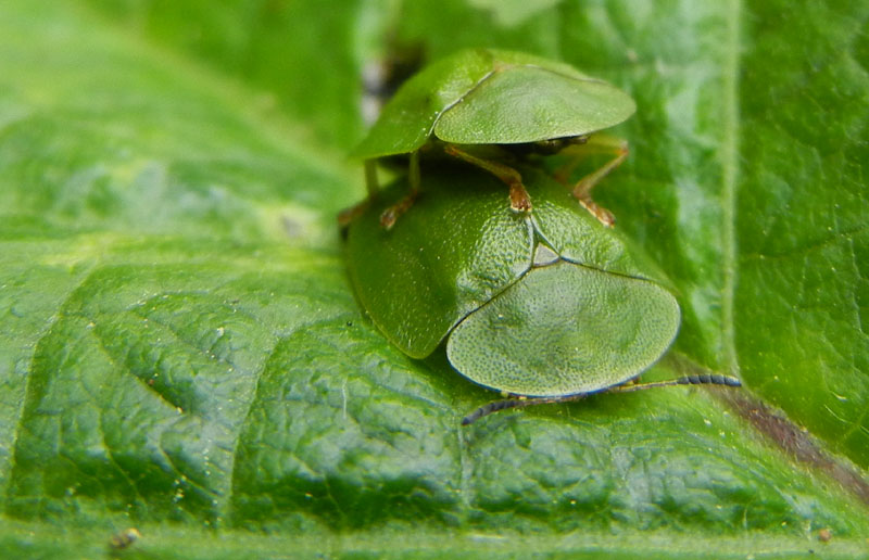 accoppiamento di Cassida cfr viridis