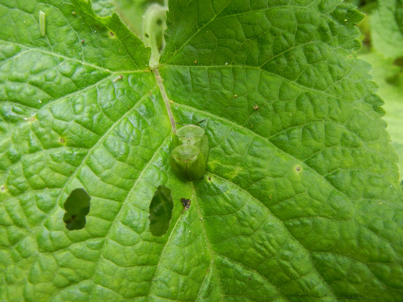 accoppiamento di Cassida cfr viridis