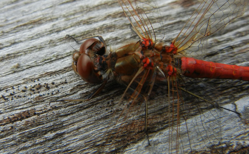 da determinare..... Sympetrum vulgatum