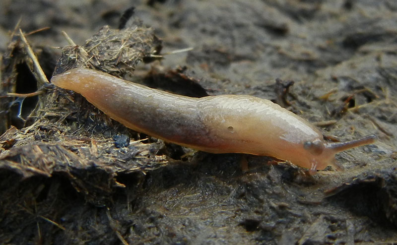 Deroceras cf reticulatum da Malga Campo (Drena - TN)