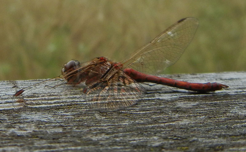 da determinare..... Sympetrum vulgatum