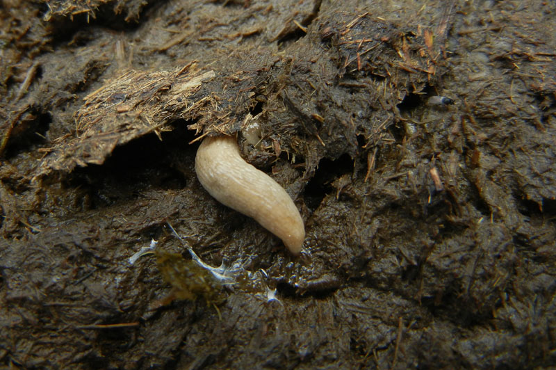 Deroceras cf reticulatum da Malga Campo (Drena - TN)