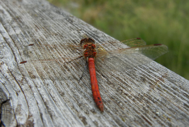 da determinare..... Sympetrum vulgatum