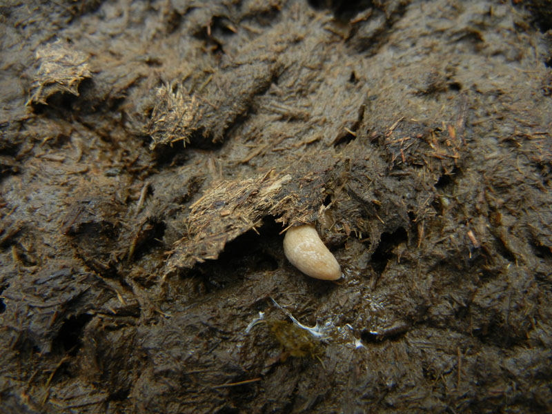 Deroceras cf reticulatum da Malga Campo (Drena - TN)