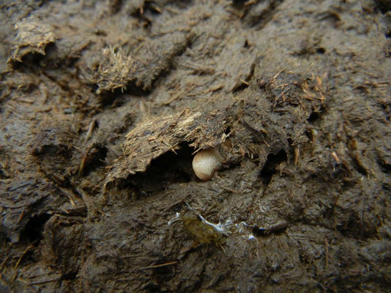 Deroceras cf reticulatum da Malga Campo (Drena - TN)