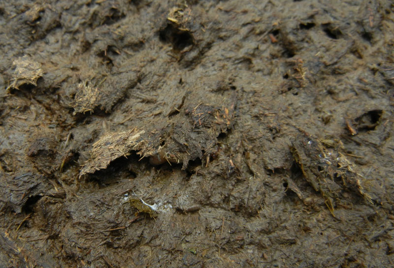 Deroceras cf reticulatum da Malga Campo (Drena - TN)