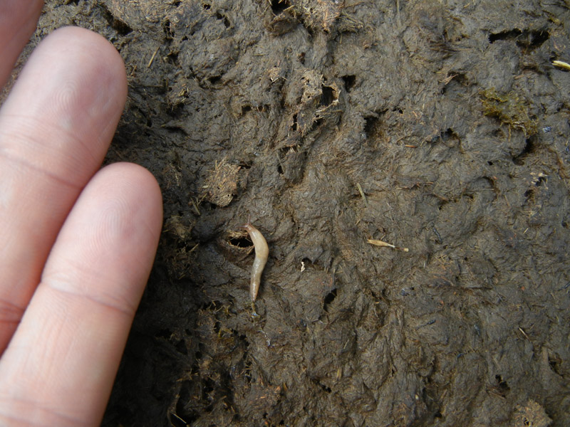 Deroceras cf reticulatum da Malga Campo (Drena - TN)