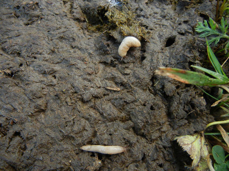 Deroceras cf reticulatum da Malga Campo (Drena - TN)