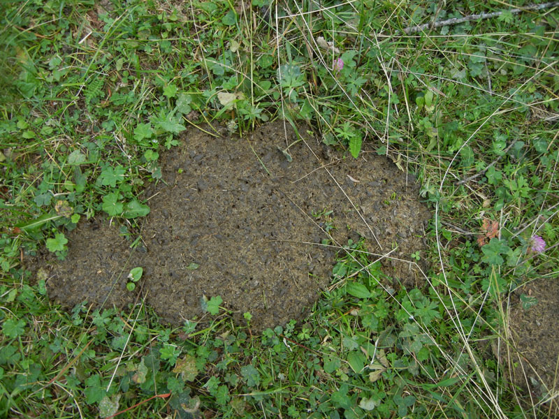 Deroceras cf reticulatum da Malga Campo (Drena - TN)