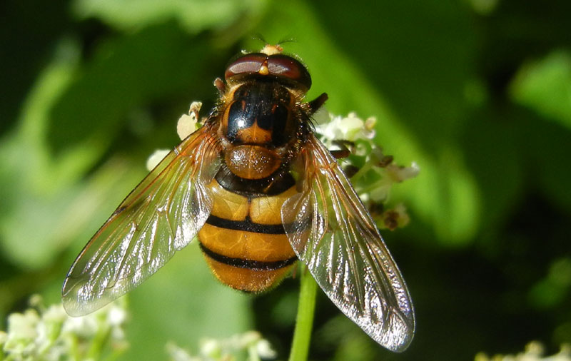 Volucella zonaria (maschio)