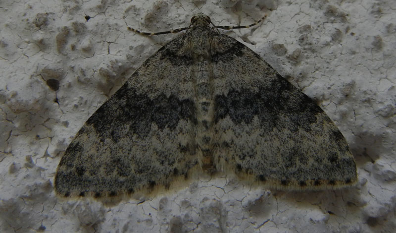 Entephria cyanata - Geometridae...........dal Trentino