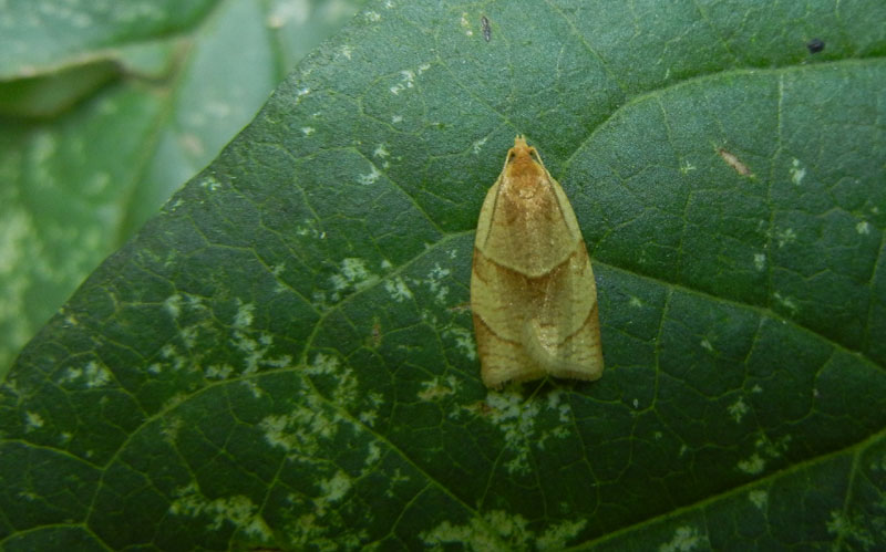 Clepsis rurinana - Tortricidae............dal Trentino