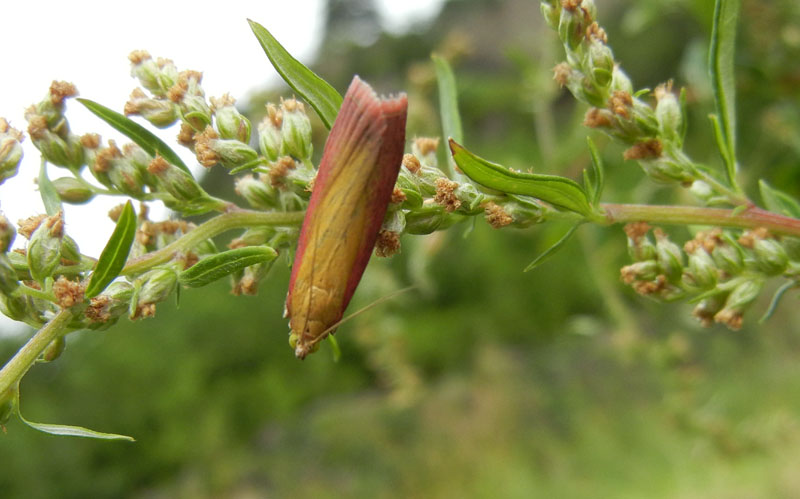 Oncocera semirubella - Pyralidae......dal Trentino