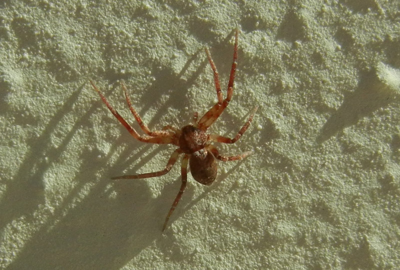 Philodromus sp. - Valle di Cei, Aldeno (TN)