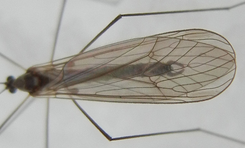 Trichoceridae