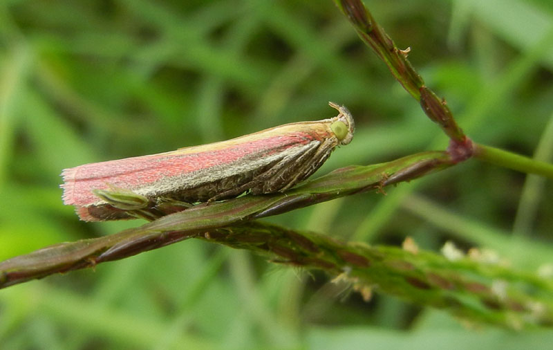 Oncocera semirubella - Pyralidae......dal Trentino