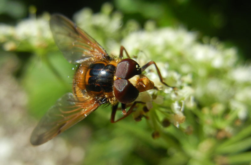 Volucella zonaria (maschio)