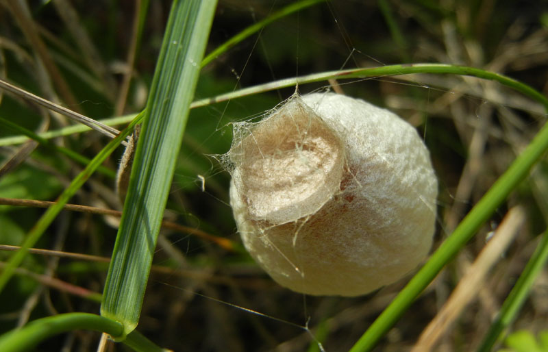 bozzolo di Argiope bruennichi