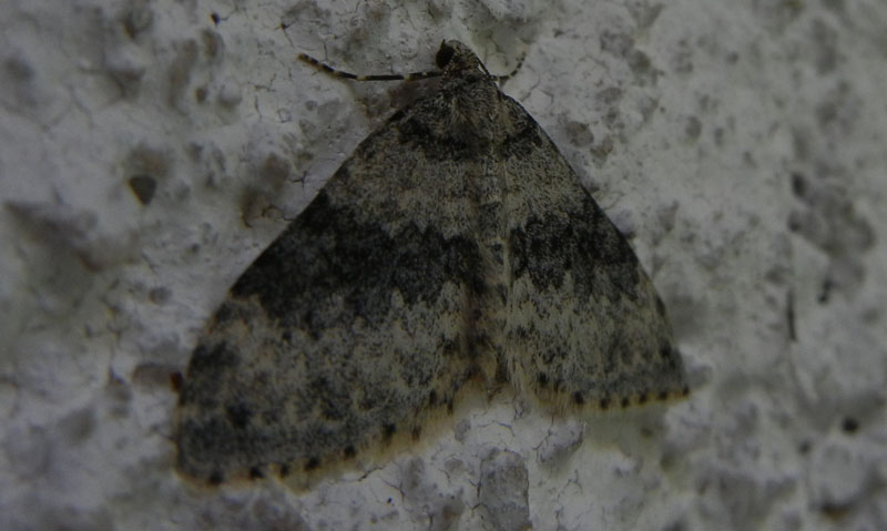 Entephria cyanata - Geometridae...........dal Trentino