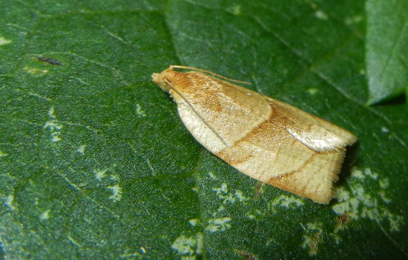 Clepsis rurinana - Tortricidae............dal Trentino