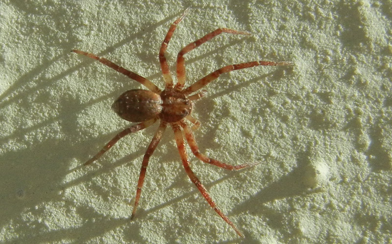 Philodromus sp. - Valle di Cei, Aldeno (TN)