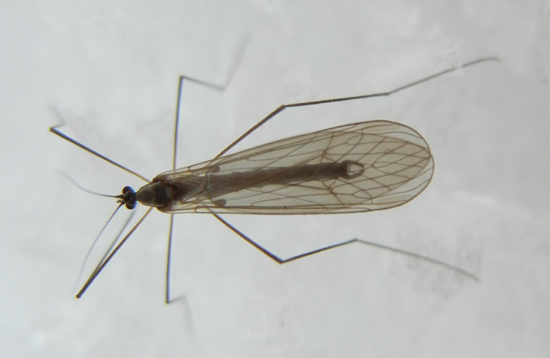 Trichoceridae