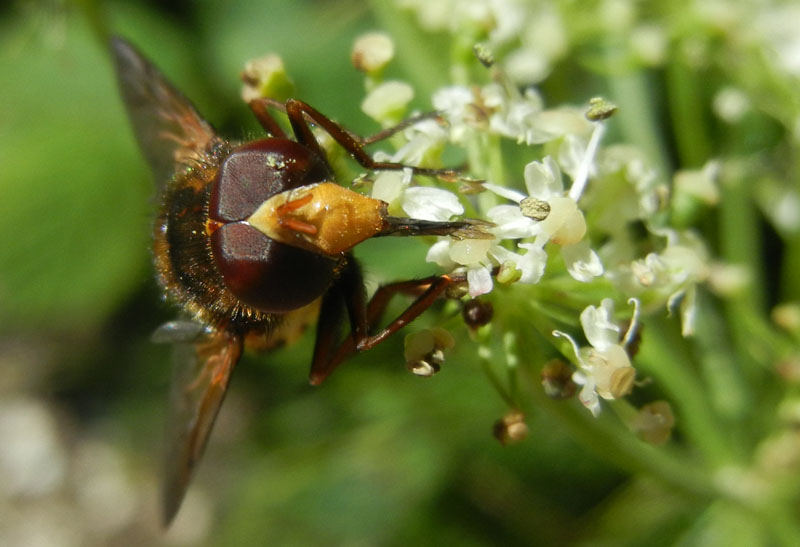 Volucella zonaria (maschio)