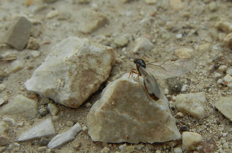 Sciamatura di Solenopsis sp.