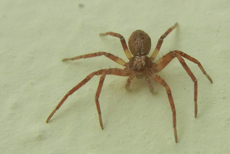 Philodromus sp. - Valle di Cei, Aldeno (TN)