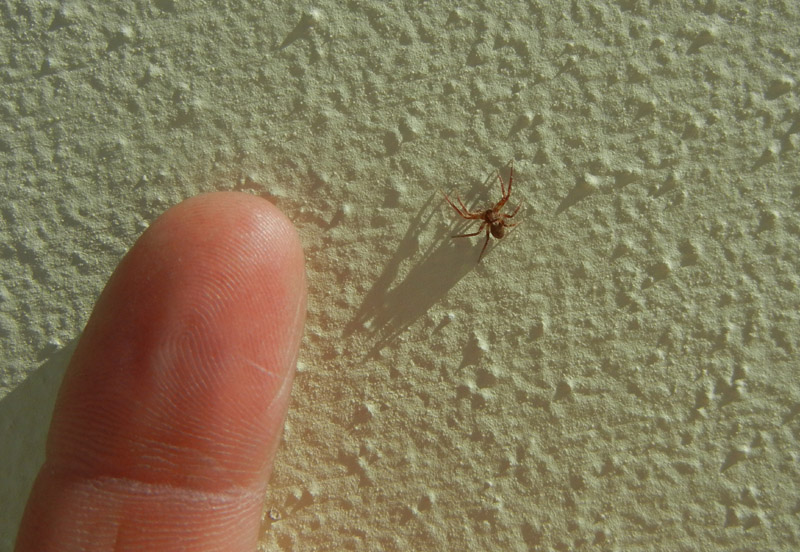 Philodromus sp. - Valle di Cei, Aldeno (TN)