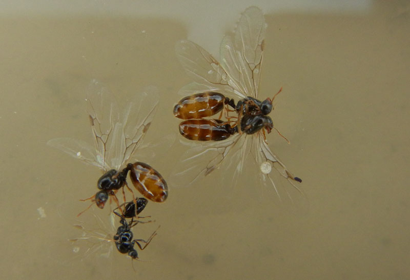 Sciamatura di Solenopsis sp.