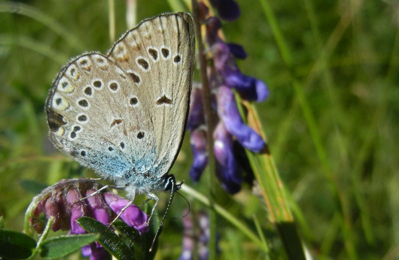 Polyommatus amandus (f.) - Lycaenidae..........dal Trentino