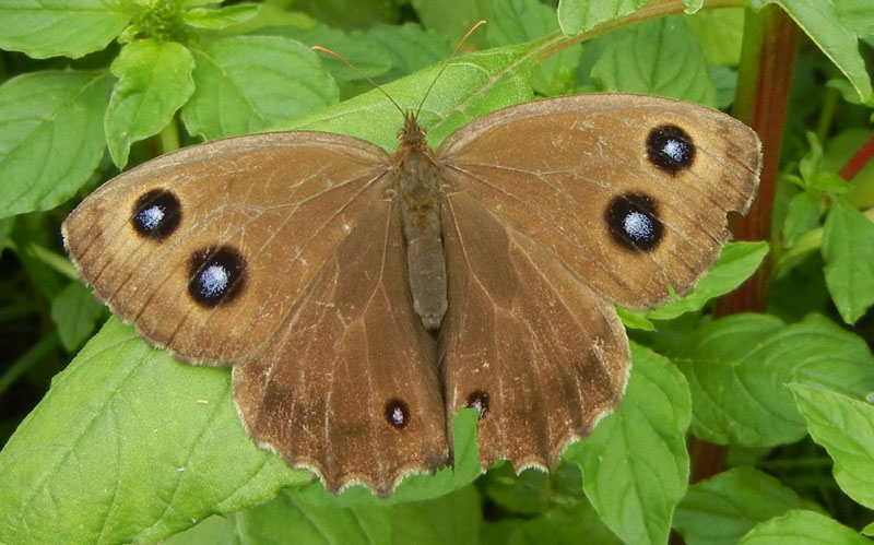 Minois dryas (f.) Nymphalidae Satyrinae......dal Trentino