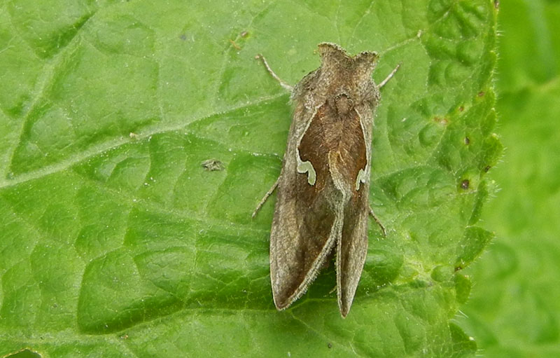 Macdunnoughia confusa - Noctuidae....dal Trentino