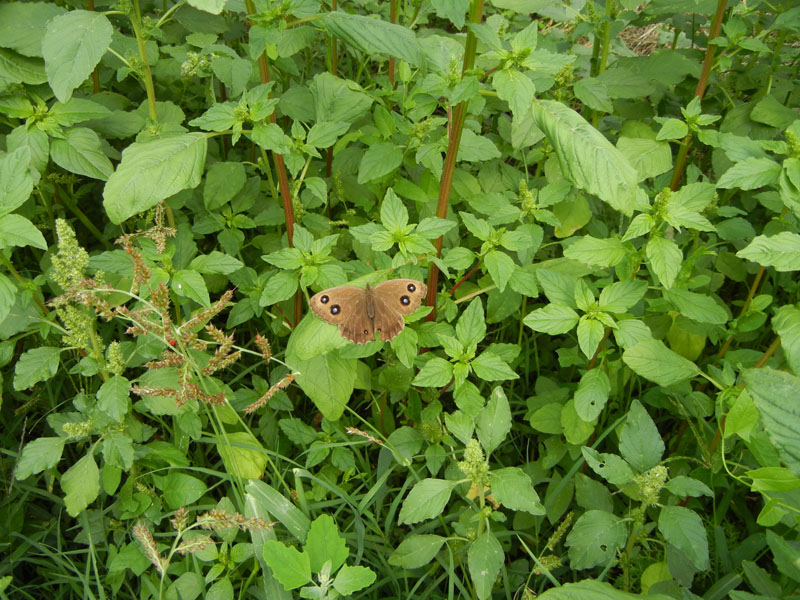 Minois dryas (f.) Nymphalidae Satyrinae......dal Trentino