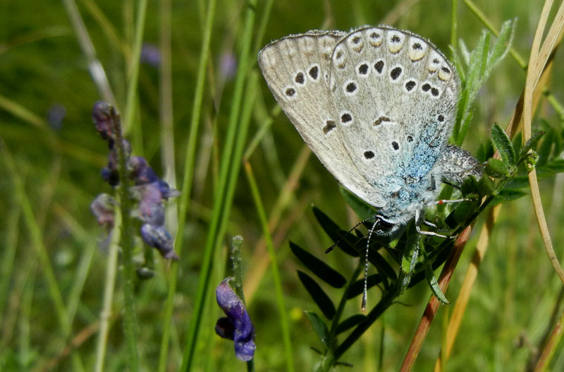 Polyommatus amandus (f.) - Lycaenidae..........dal Trentino