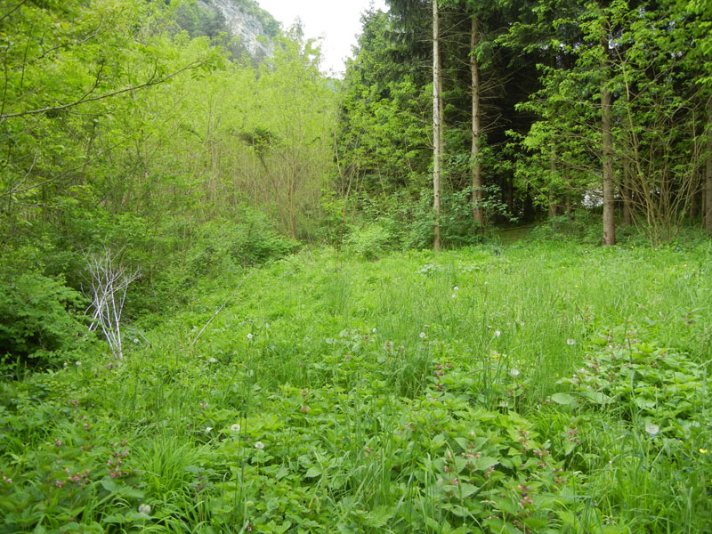 Macdunnoughia confusa - Noctuidae....dal Trentino