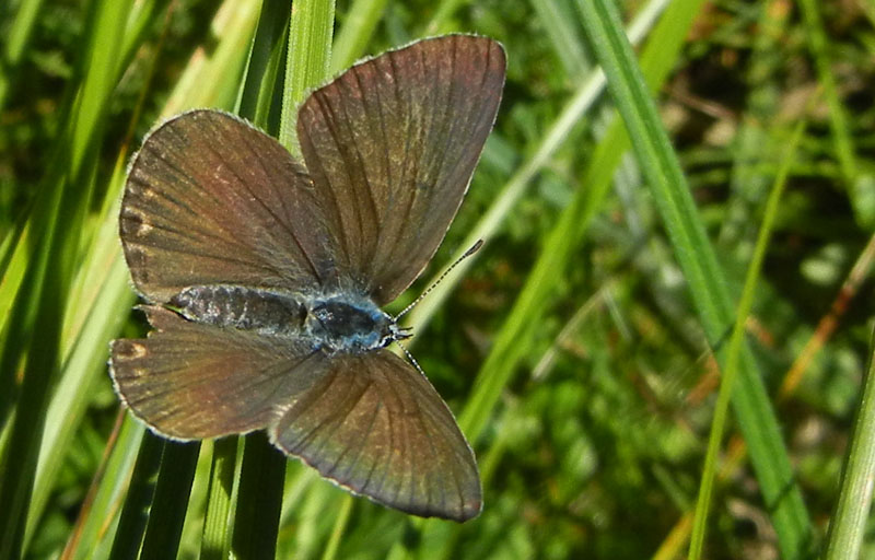 Polyommatus amandus (f.) - Lycaenidae..........dal Trentino