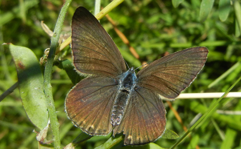 Polyommatus amandus (f.) - Lycaenidae..........dal Trentino