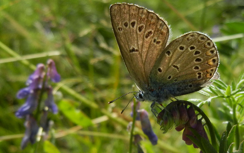 Polyommatus amandus (f.) - Lycaenidae..........dal Trentino