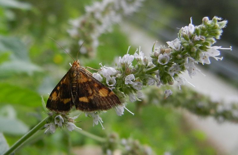 Pyrausta aurata - Crambidae..........dal Trentino