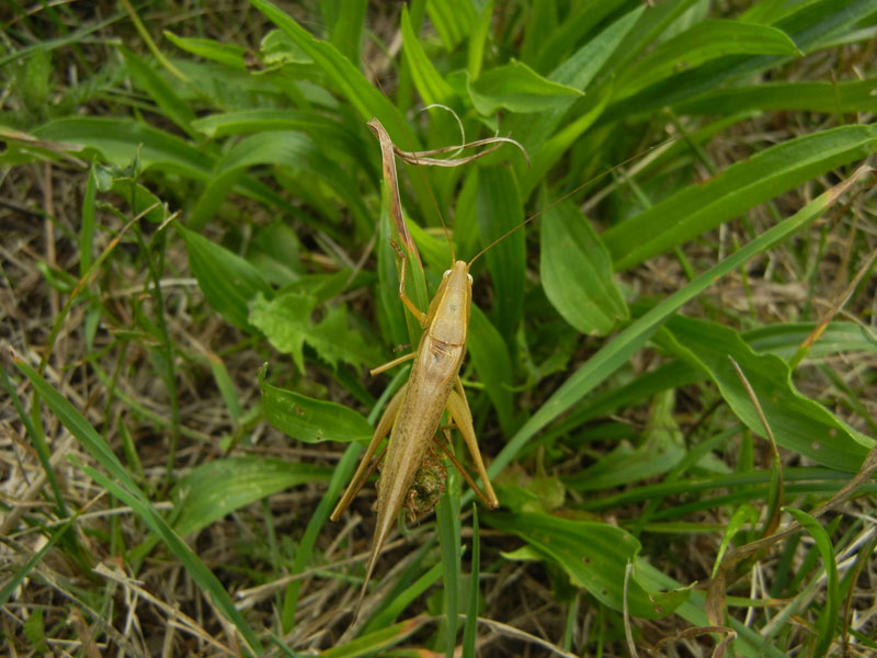 Ruspolia nitidula