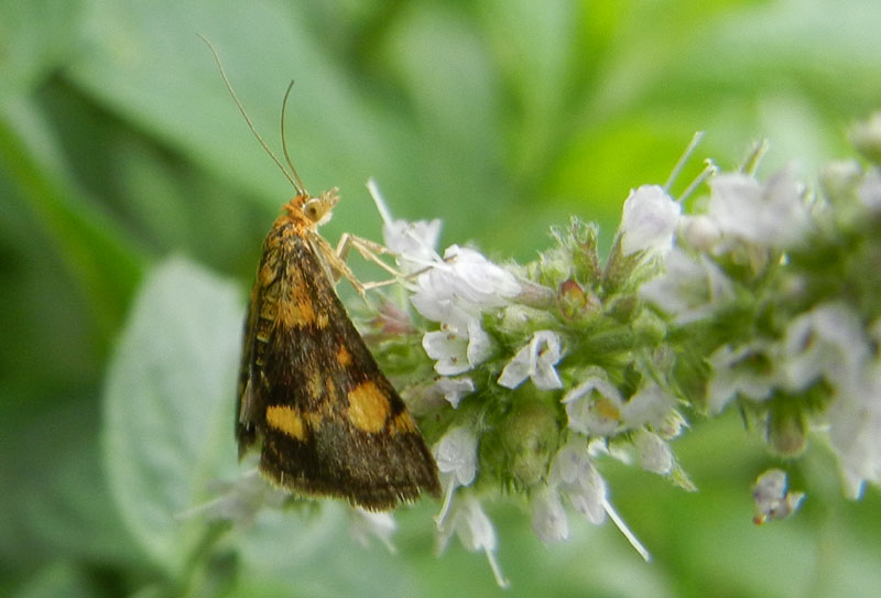 Pyrausta aurata - Crambidae..........dal Trentino