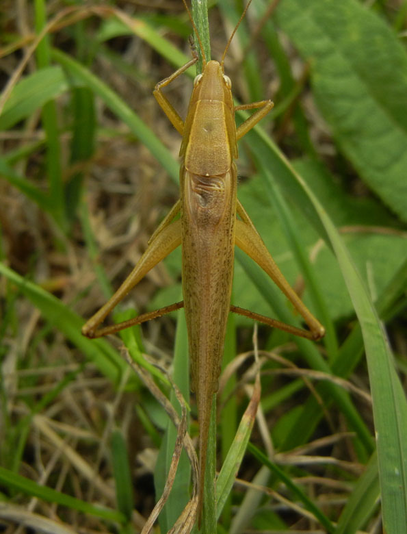 Ruspolia nitidula