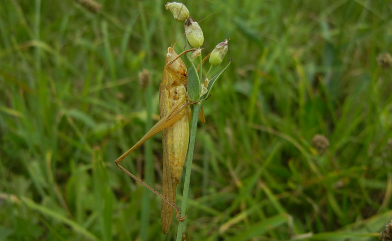 Ruspolia nitidula